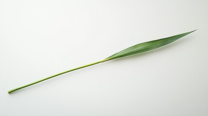 Poster - Serene blade of grass lying flat on white background