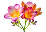 Beautiful pink and orange freesia flowers are isolated on transparent background