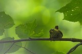 bird on a branch