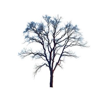 Winter tree isolated on white background. 3d rendering - illustration.