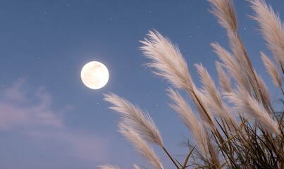 Wall Mural - a full moon glowing brightly in the night sky, gently illuminating tall pampas grass (susuki) swayin