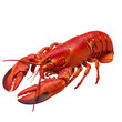 © Ozi - Lobster isolated on transparent background, fresh red cooked seafood Generative Ai.