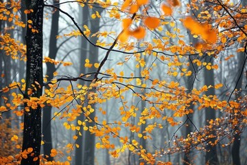 Poster - Beautiful golden autumn leaves hanging on branches create a stunning contrast against the misty gray backdrop of a serene forest
