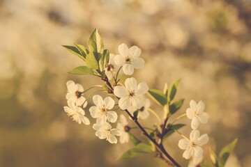 Poster - Blooming Spring Flowers and Foliage Against a Soft Blurred Backdrop with a Vintage Feel