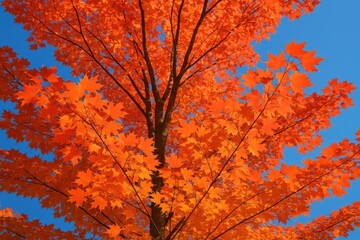 vertical perspective showcasing fall foliage and trees