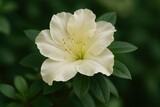 Detailed view of a blooming cream-white azalea flower