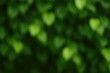 © Cyber Shutter - Soft-focus green leaves background showcasing the love-shaped betel plant leaves