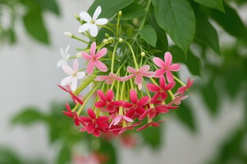 Poster - Vine Plant Known as Dutch Jasmine with Red, Pink, and White Flowers