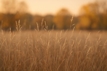 Aufkleber - Golden evening scene with dry autumn grass and muted hues