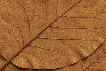 Wall Mural - Natural dry leaf texture as a background