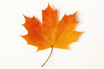 Poster - Vivid autumn foliage featuring a bright maple leaf on a plain white backdrop