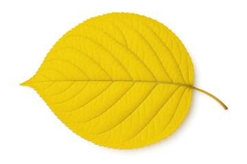 Poster - Single yellow leaf on a plain white backdrop