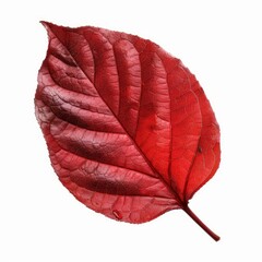 Poster - Red leaf isolated on white background, showing rich autumn colors