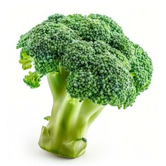 Poster - Vibrant green broccoli floret showcasing its textured surface and thick stalk, isolated on white