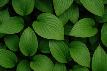 Poster - Lush foliage in a backyard garden