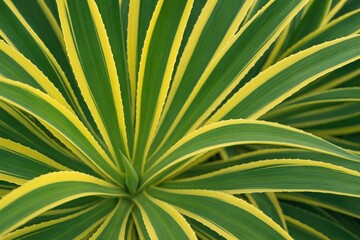 Poster - Vivid yellow and green agave leaves against a natural backdrop