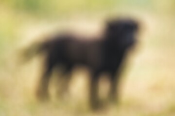 Poster - Abstract of a blurry, unfocused dog scene