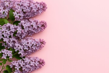 Wall Mural - Vivid lilac blossoms against a soft pink backdrop