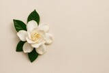 Elegant white gardenia blossom against a textured paper backdrop