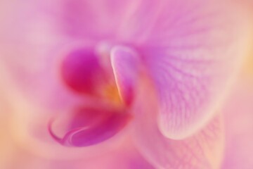 Poster - Abstract floral design featuring soft-focus petals and a bokeh backdrop, showcasing modern botanical art.