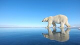 Polar bear walking on ice arctic wildlife animal mammal predator reflection nature scene blue sky