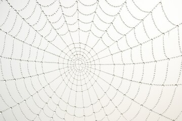Wall Mural - Morning moisture on a spider's web
