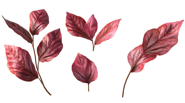 Maroon Leaves Isolated Set Autumn Foliage Nature Design Elements Botanical on transparent background
