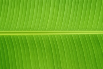 Aufkleber - Vibrant Green Banana Leaf Pattern for Backgrounds