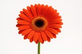 Vibrant blooms of Gerbera jamesonii and Barberton daisies