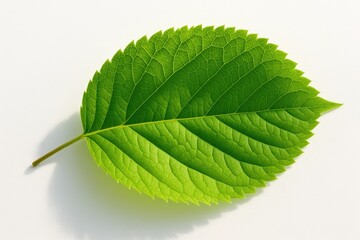 Aufkleber - Single green leaf on a white backdrop illuminated by sunlight