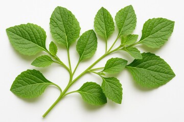 Poster - Vibrant green foliage branch set against a plain white backdrop