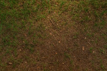 Poster - Woodland floor scenery with lush greenery