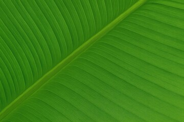 Poster - Background featuring a green leaf texture