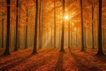 Poster - Autumn in the woodland