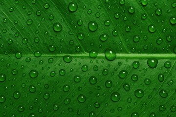 Poster - Vibrant foliage backdrop featuring dewdrops