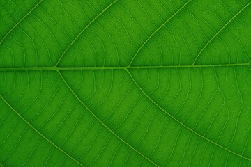 Poster - Vibrant green foliage surface