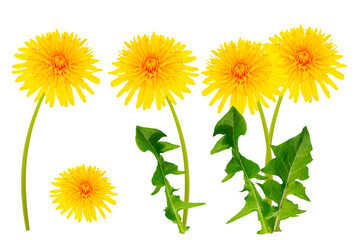 Wall Mural - blowball set. object. yellow dandelion flowers isolated on white background. flowering plant.