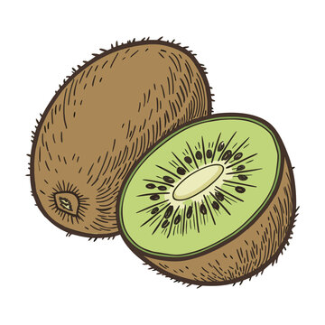 Kiwi fruit illustration in a hand drawn, vintage style. Color vector sketch of a sliced fresh kiwi isolated on white background.