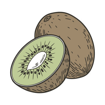 Kiwi fruit illustration in a hand drawn, vintage style. Color vector sketch of a sliced fresh kiwi isolated on white background.