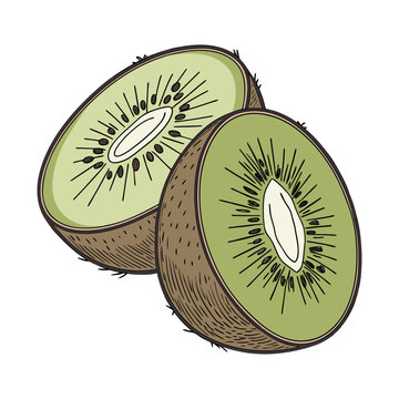 Kiwi fruit illustration in a hand drawn, vintage style. Color vector sketch of a sliced fresh kiwi isolated on white background.