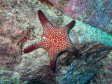 starfish