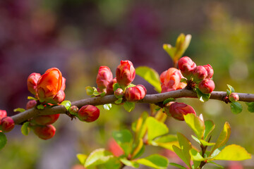 Wall Mural - A plant with flowering wild Japanese quince (Chaenomeles japonica) on a sunny day. Lots of beautiful pink buds of Japanese quince on a natural background, spring