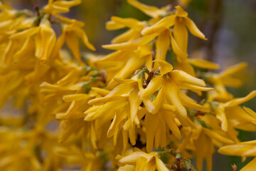 Wall Mural - Forsythia flowers, Golden Bell, Border Forsythia (Forsythia x intermedia, europaea) blooming in spring garden bush