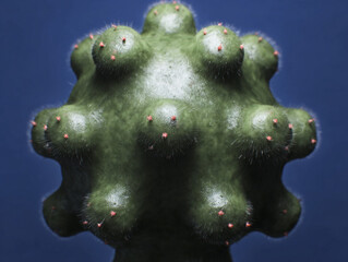 Poster - A close up of a green cactus with small pink spines against a dark blue gradient background view