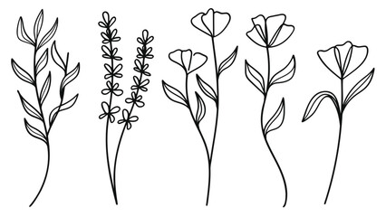 Poster - hand drawn line art botanical stems and flower elements collection.