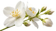 © Shohidul - Airborne jasmine blossom and unopened bud isolated on a white background PNG. AI GENERATED.