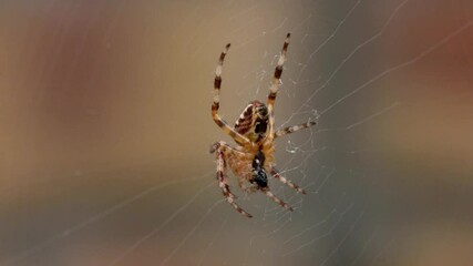 Cross spider eating a freshly caught fly.