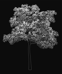 Poster - A white tree stands prominently against a stark black background, creating a striking contrast. The minimalist composition highlights the tree's intricate branches and elegant silhouette.