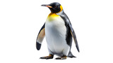 A king penguin standing isolated on transparent background