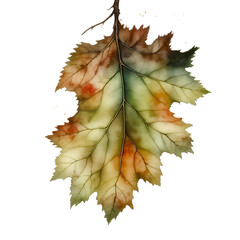 Aufkleber - A single autumn leaf with green yellow and brown colors hanging from a small branch on transparent background